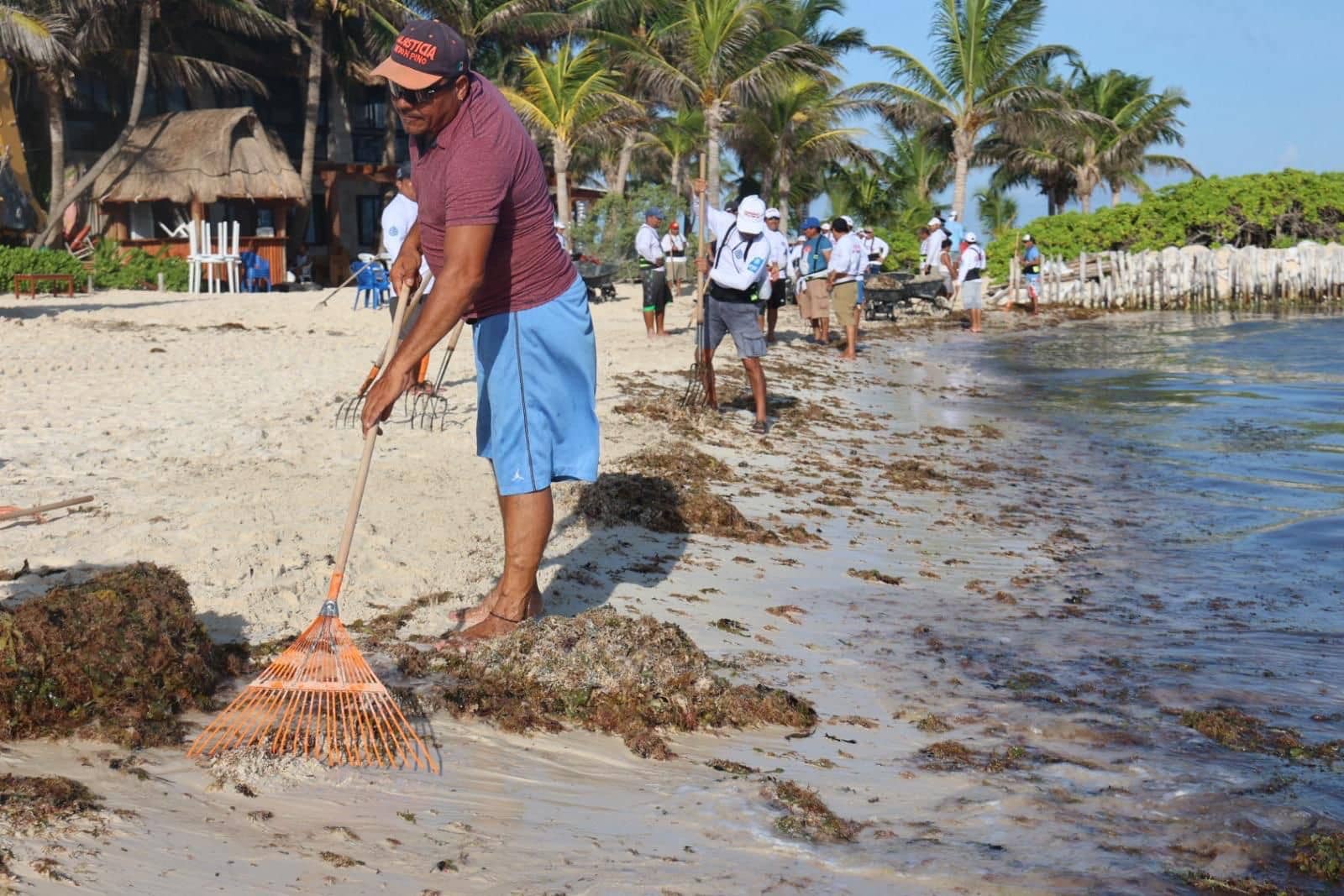 Zofemat Isla Mujeres retira más de 130 toneladas de sargazo en Playa Norte